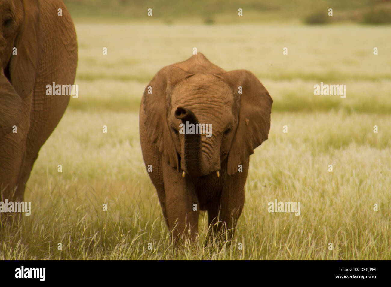 Young desert elephant raises its trunk whilst walking through grasses caused by unusually heavy