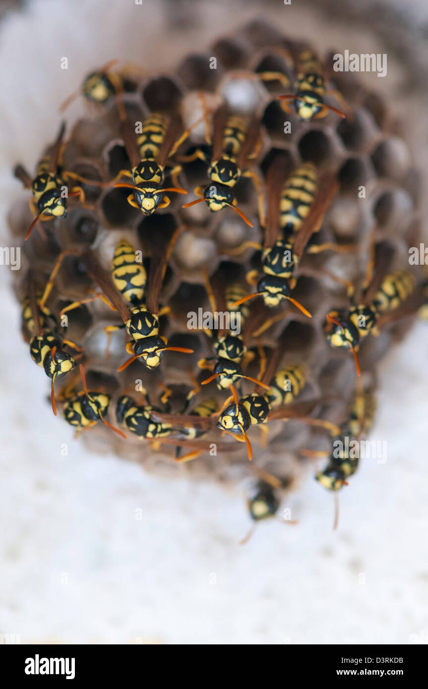 Wasp's nest Stock Photo