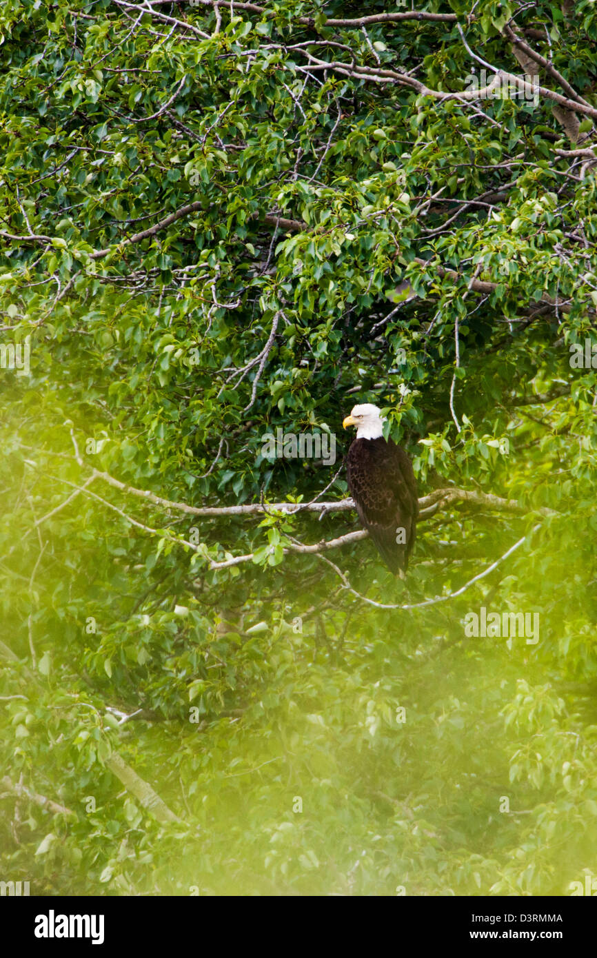 Mature Bald Eagle, Deep Creek State Recreation Area, Ninilchik, Kenai ...