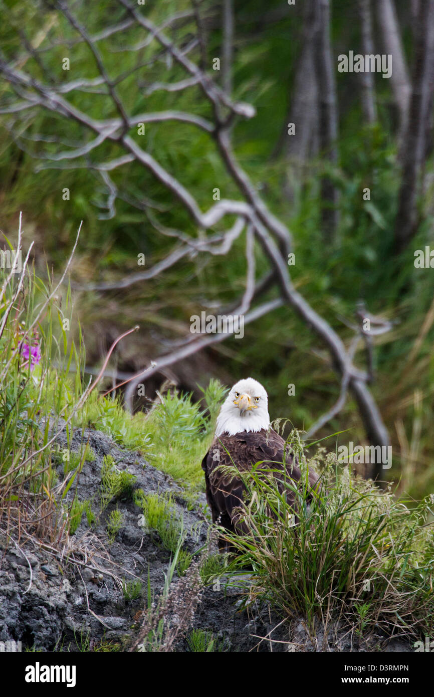 Mature Bald Eagle, Deep Creek State Recreation Area, Ninilchik, Kenai Peninsula, Alaska, USA Stock Photo