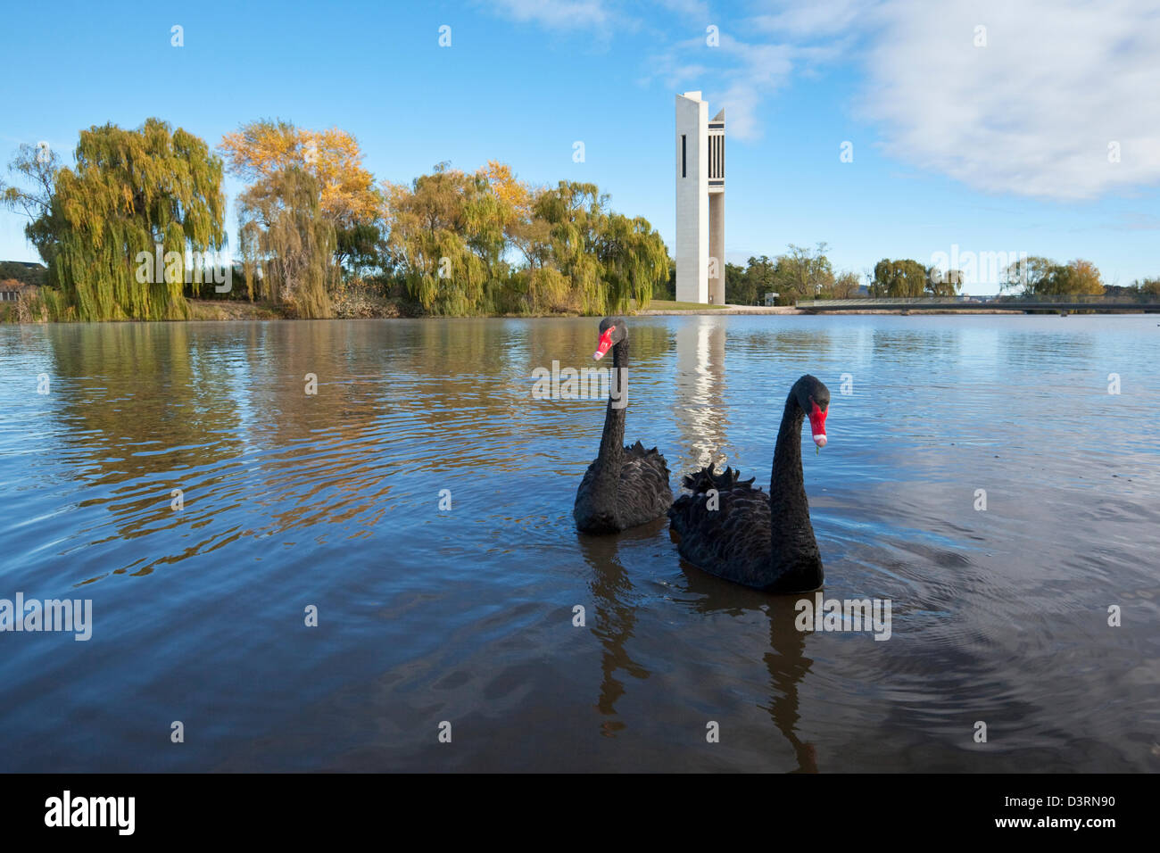 Black swans on Lake Burley Griffin with National Carillon in background.  Canberra, Australian Capital Territory (ACT), Australia Stock Photo - Alamy