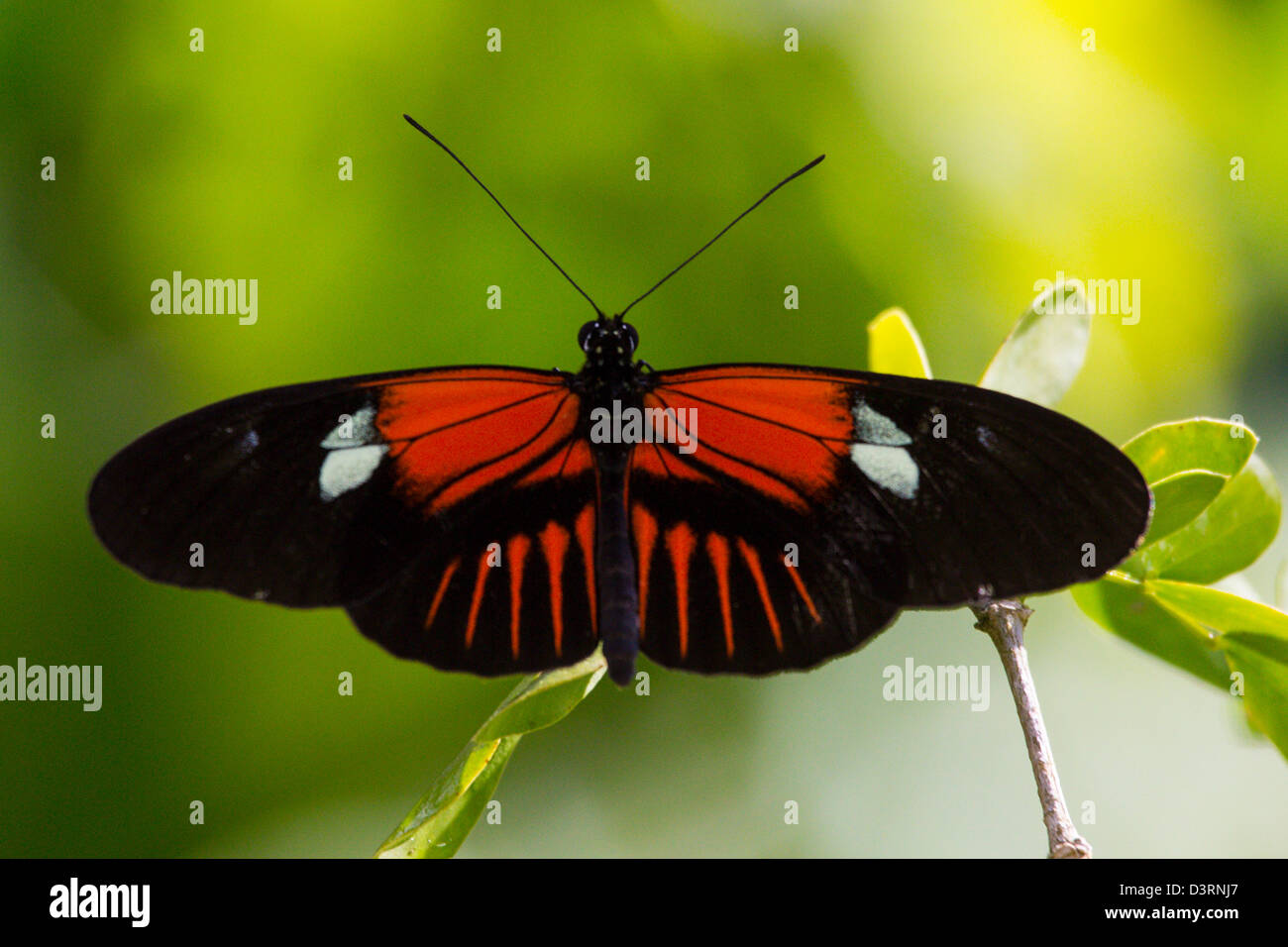 Fairchild tropical botanic garden in hires stock photography and