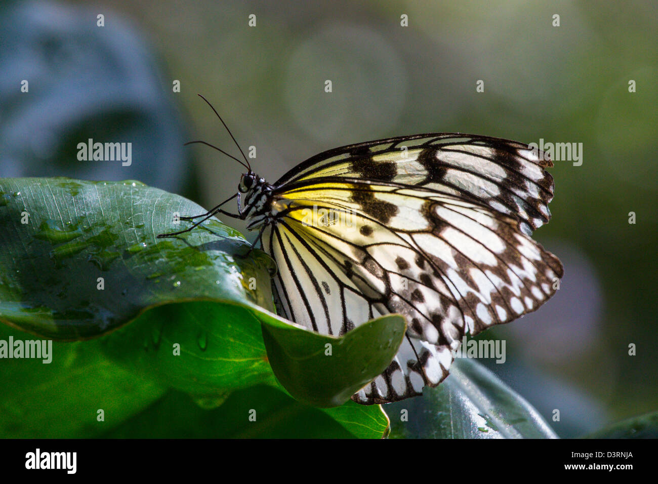 Fairchild tropical botanic garden in hires stock photography and