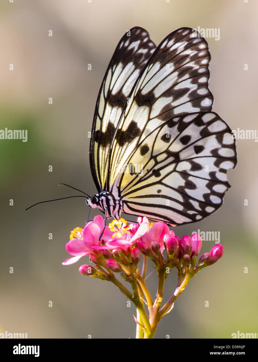 Fairchild tropical botanic garden in hires stock photography and