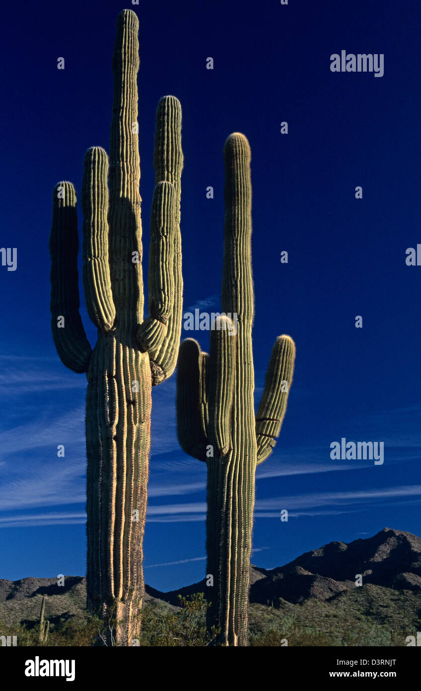 Saguaro cactus sunset Arizona State USA Stock Photo - Alamy