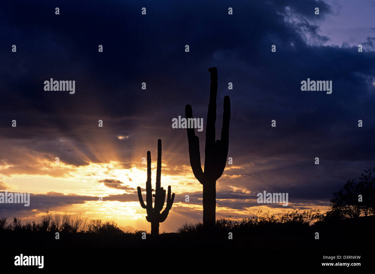 Silhouetted saguaro cactus sunset at dusk Arizona State USA Stock Photo ...