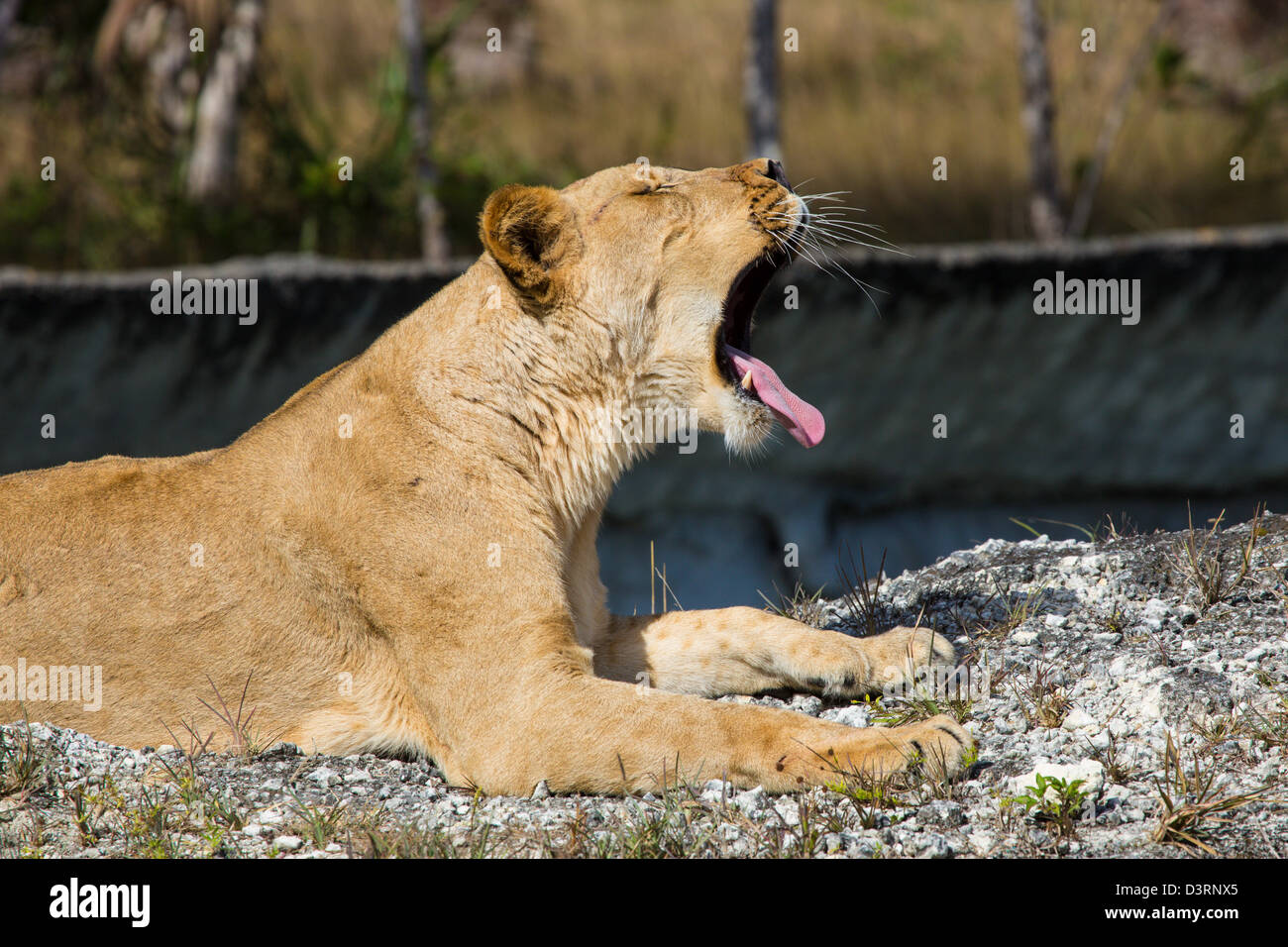 Yawning Lion at Miami Zoo Stock Photo