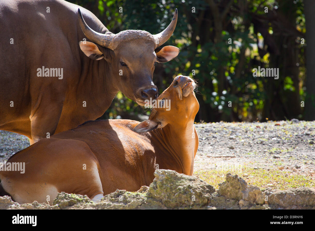 Animal showing affection by licking the another animal Stock Photo