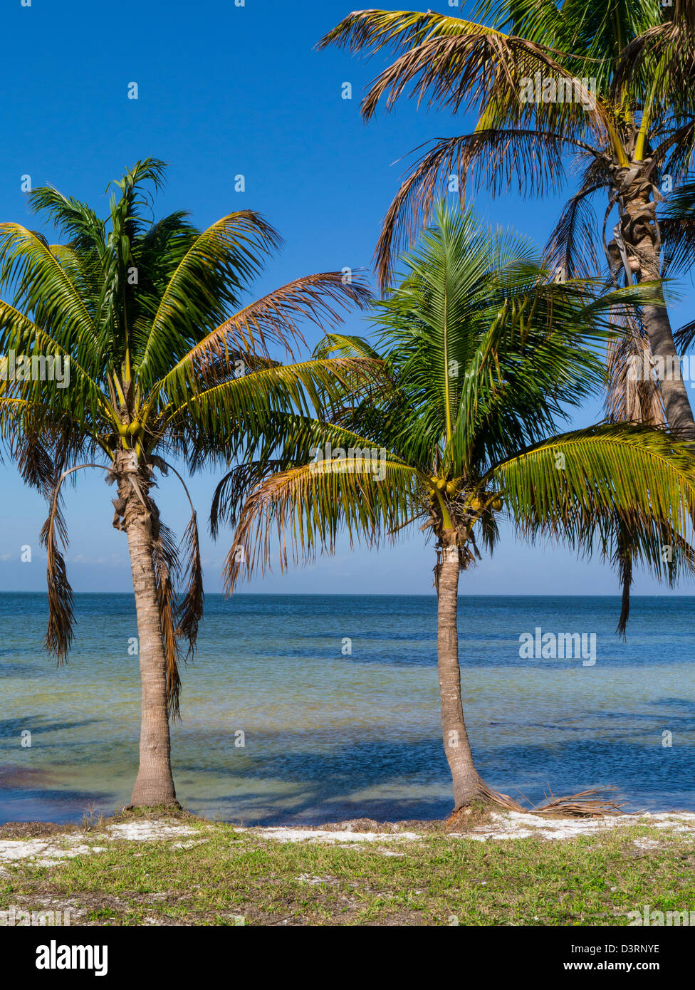 Pine island florida hires stock photography and images Alamy