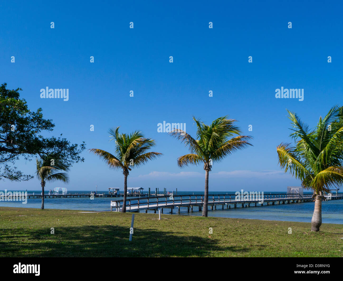 Palm trees in Bokeelia on the northern end of Pine Island in Florida