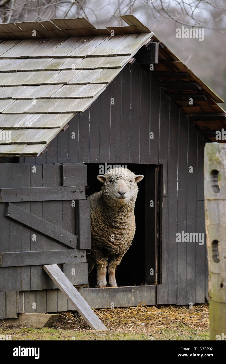 Southdown Sheep In Small Barn Stock Photo 53997218 Alamy