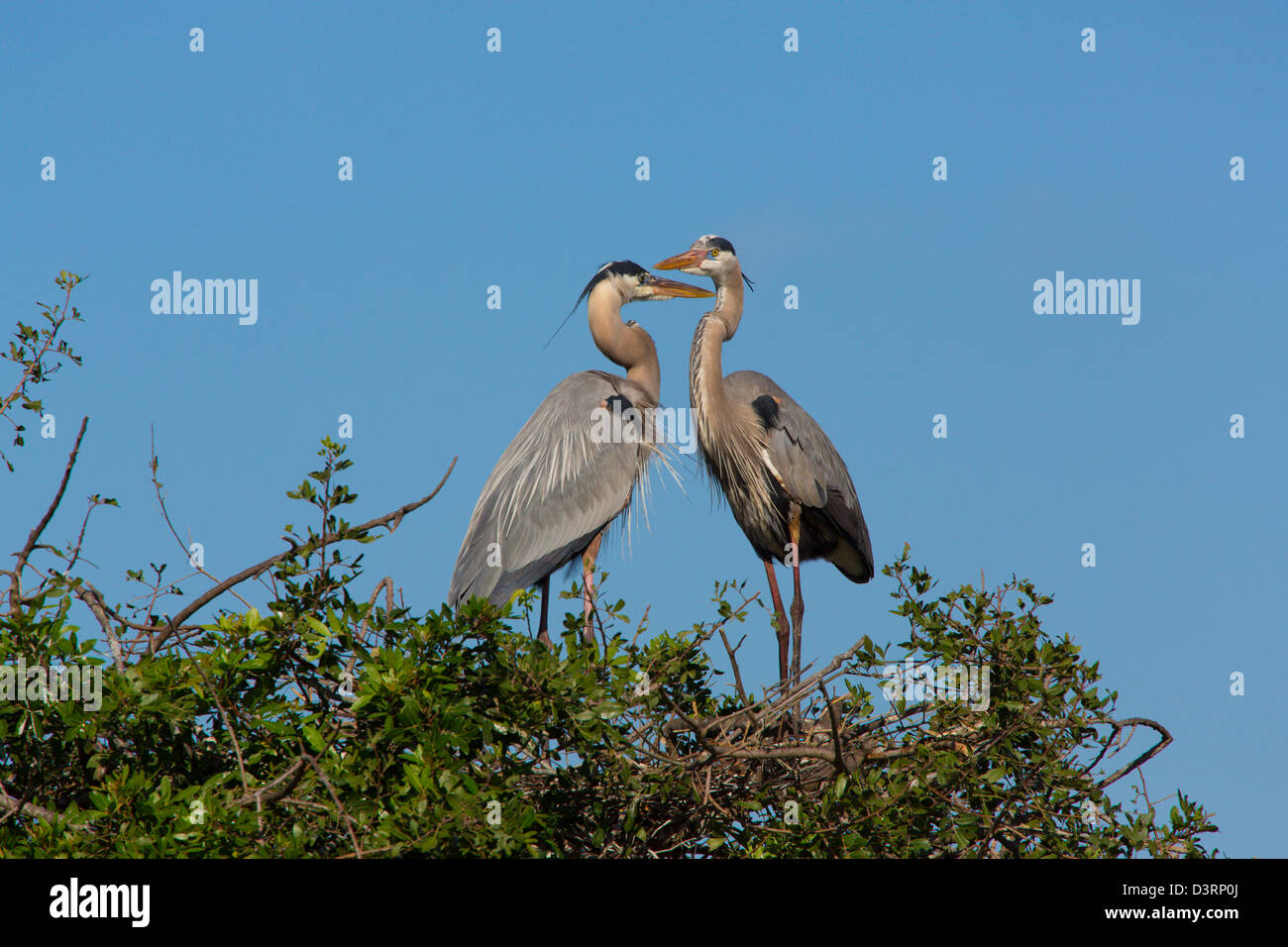 A pair of Great Blue Herons at the Venice Rookery in Venice Florida Stock Photo
