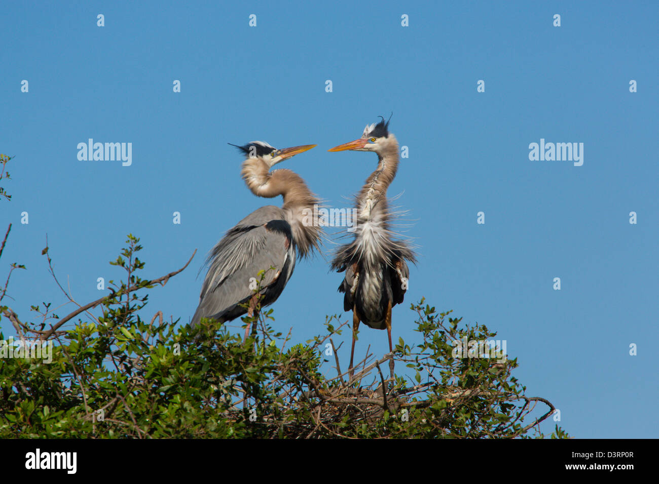 A pair of Great Blue Herons at the Venice Rookery in Venice Florida Stock Photo