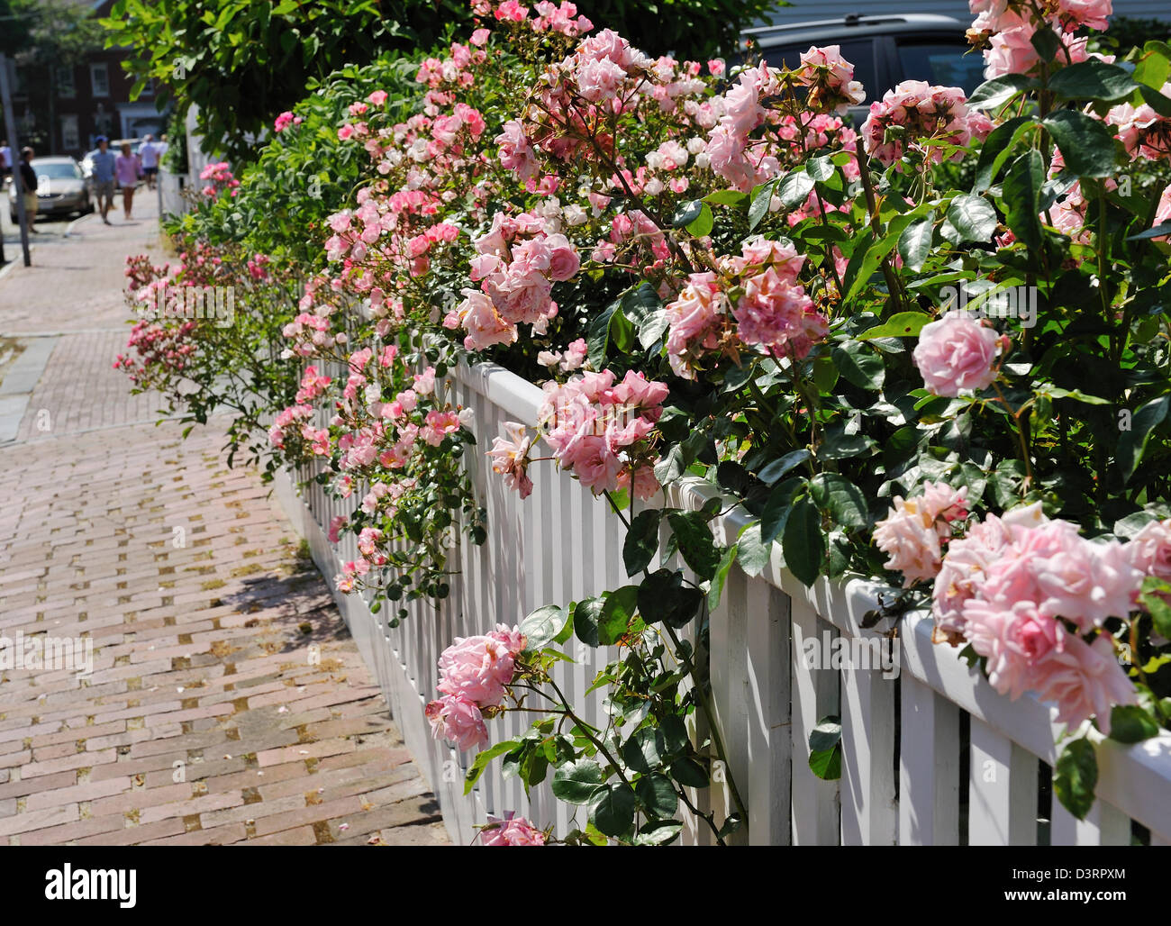 Beautiful pink roses cascading over white picket fence, Nantucket Island, MA Stock Photo