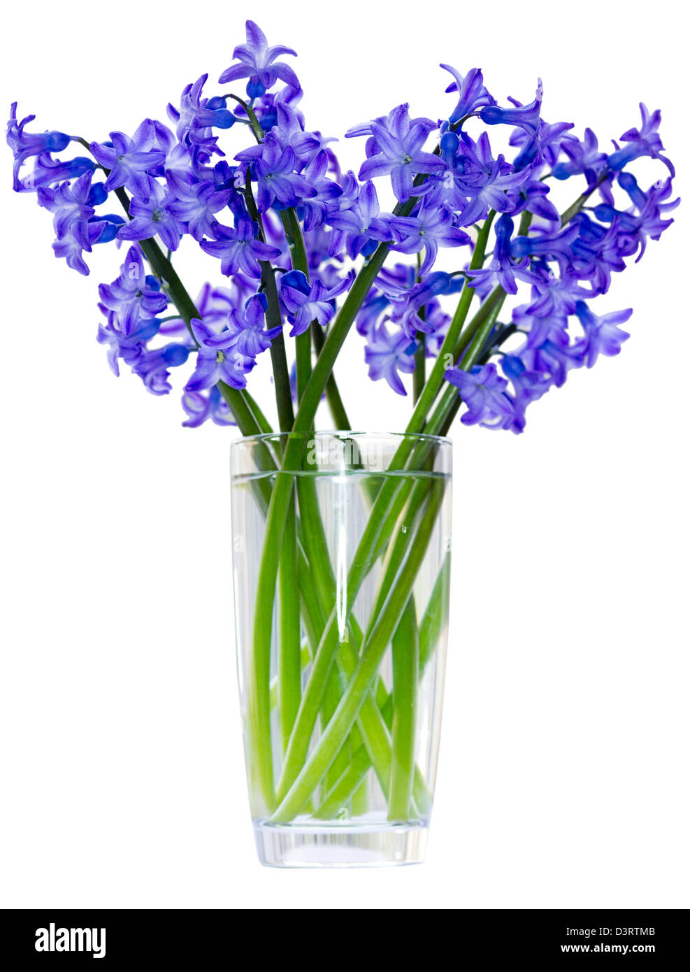 flower hyacinth Stock Photo