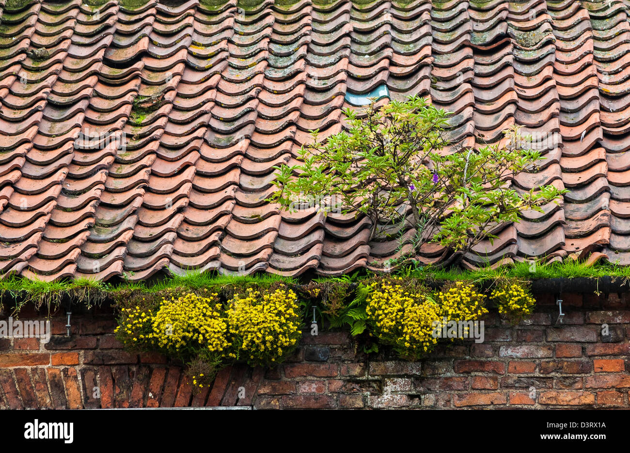 Weeds growing in rooftop gutter, North Yorkshire Stock Photo Alamy