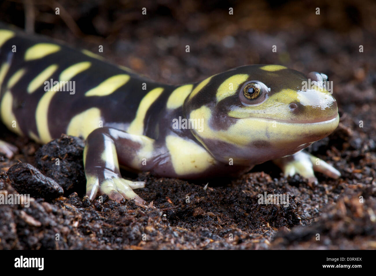 Tiger salamander / Ambystoma tigrinum Stock Photo - Alamy