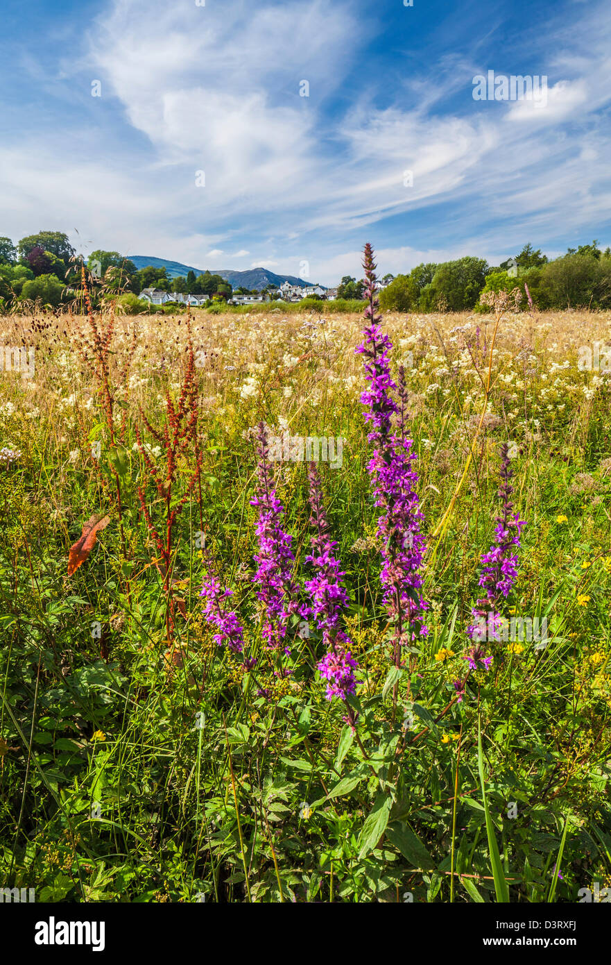 Wild flowers near Portinscale in the lake district, Cumbria Stock Photo Alamy