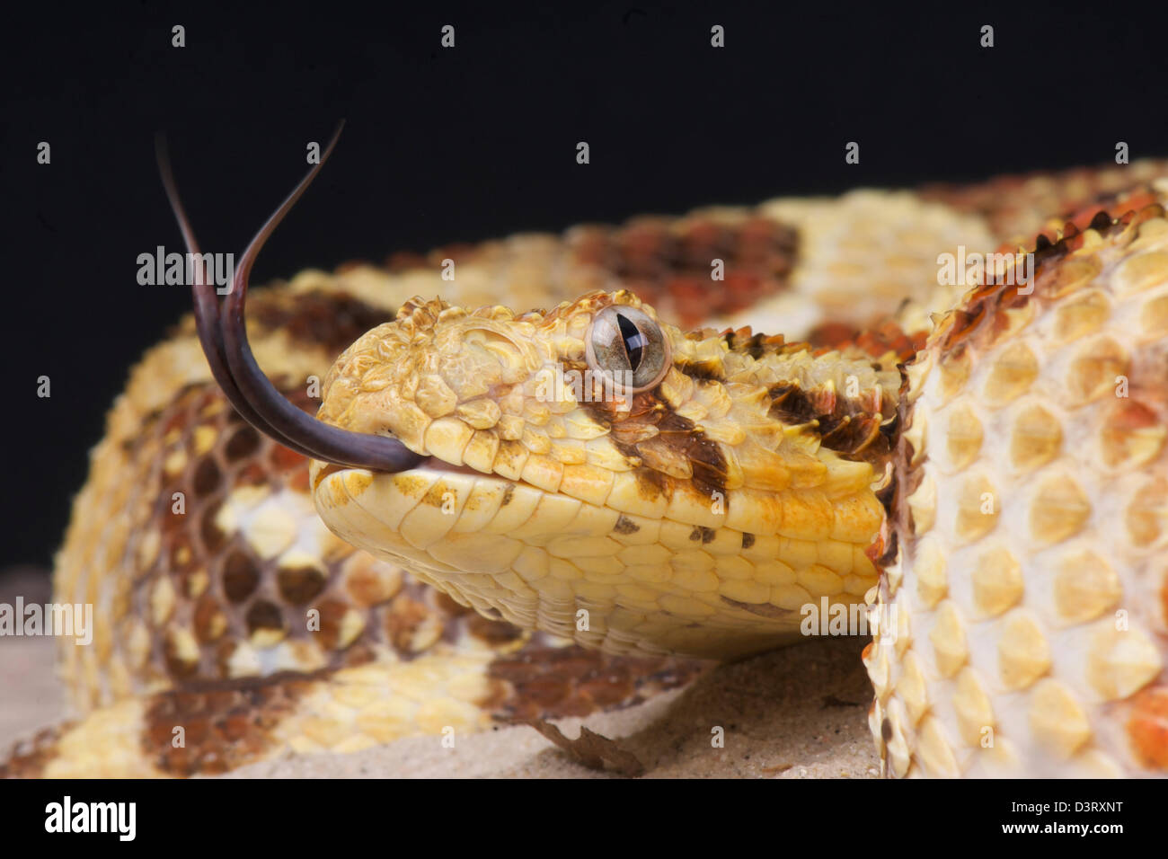 tattoo hastings snake Tongue Stock Alamy Split Images Tongue Photos & Split Stock tattoo hastings snake Tongue Stock Alamy Split Images Tongue Photos & Split Stock