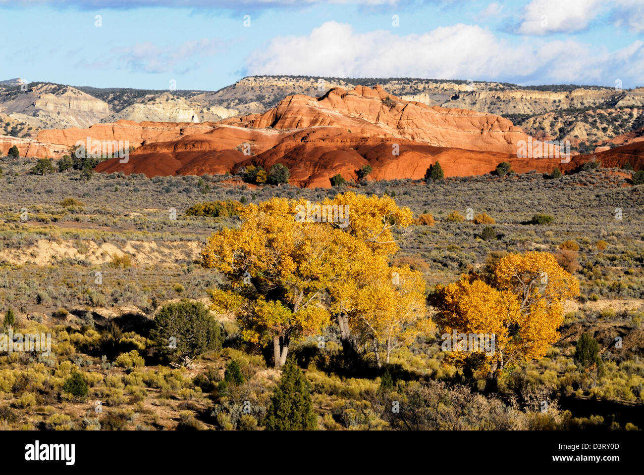 Cottonwood trees in fall colors Stock Photo Alamy