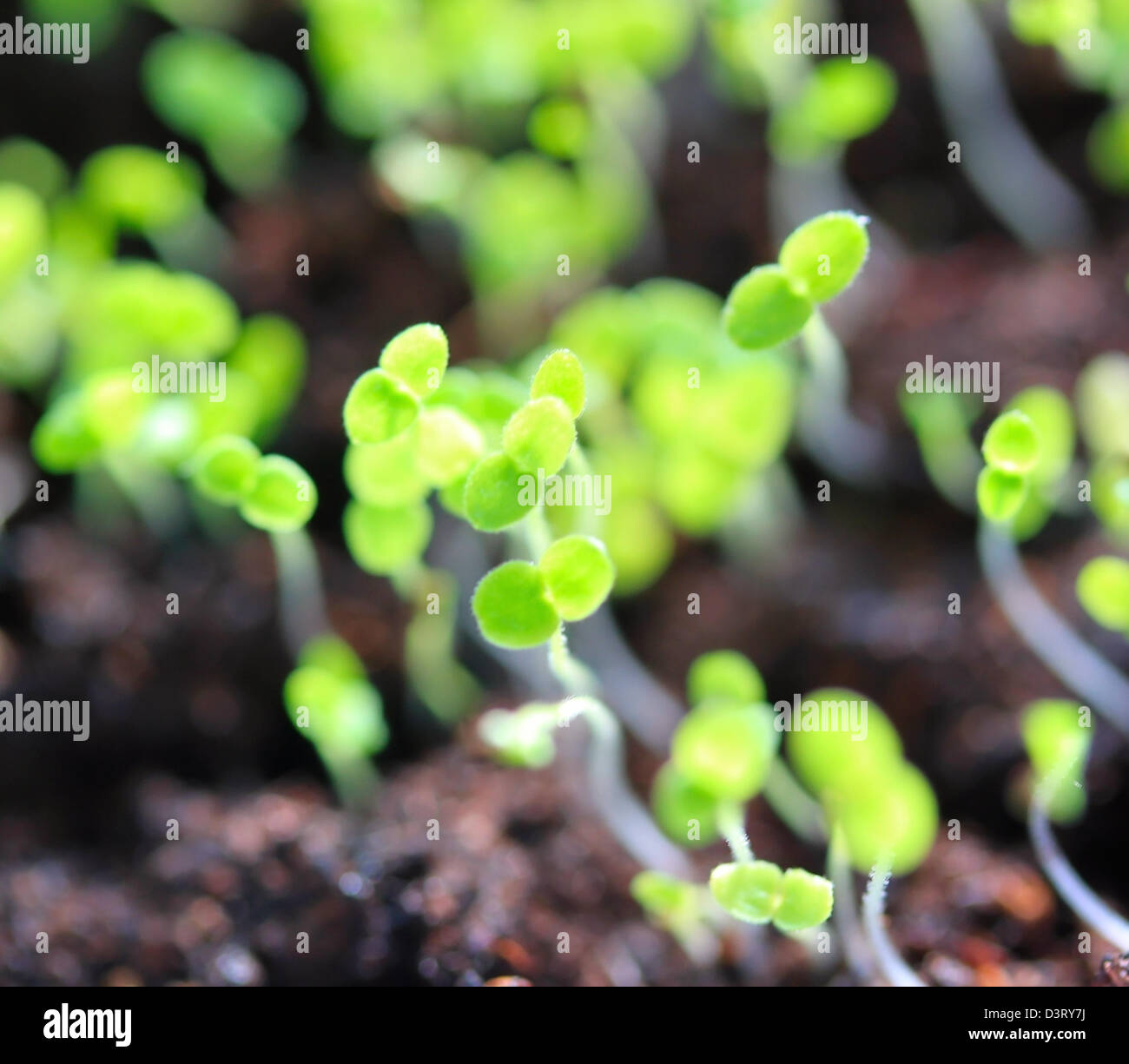 Group of small young plants Stock Photo