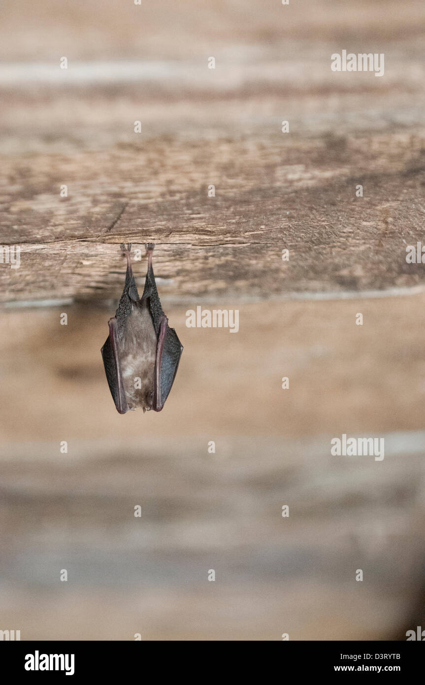 Bat sleeping in a barn Stock Photo