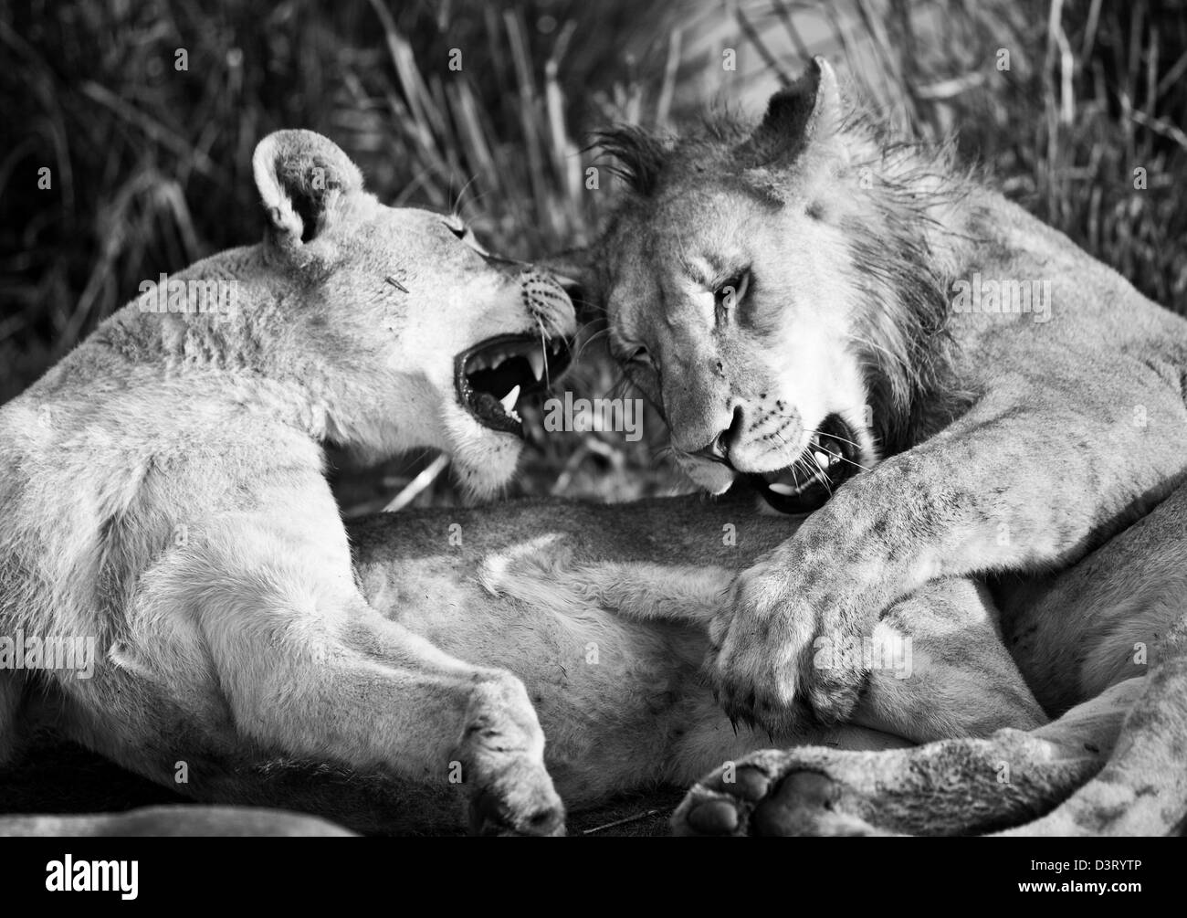 Male and female lions, Phinda Game Reserve, South Africa Stock Photo