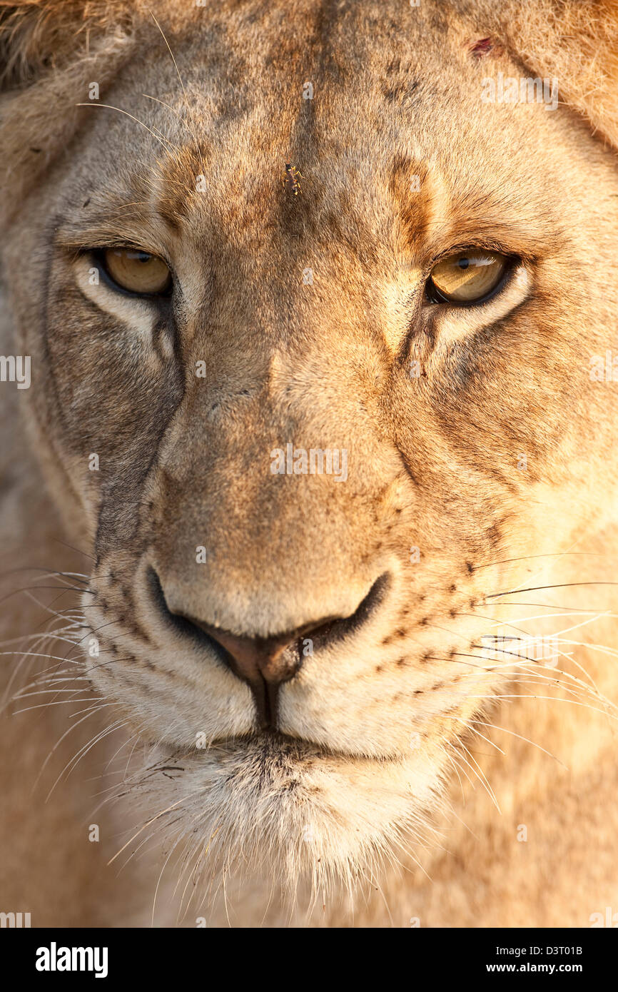 Lions face, full frame close up, Phinda Game Reserve, South Africa Stock Photo