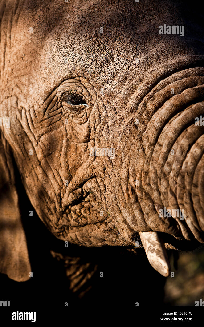 Close up of elephant trunk in Buffelsdrift Game Lodge, South Africa Stock Photo