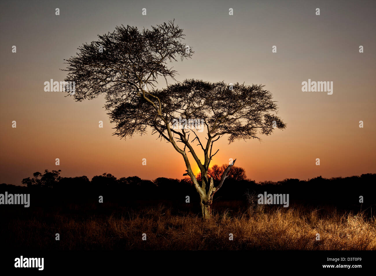 Tree at sunrise in Phinda Game Reserve, South Africa Stock Photo