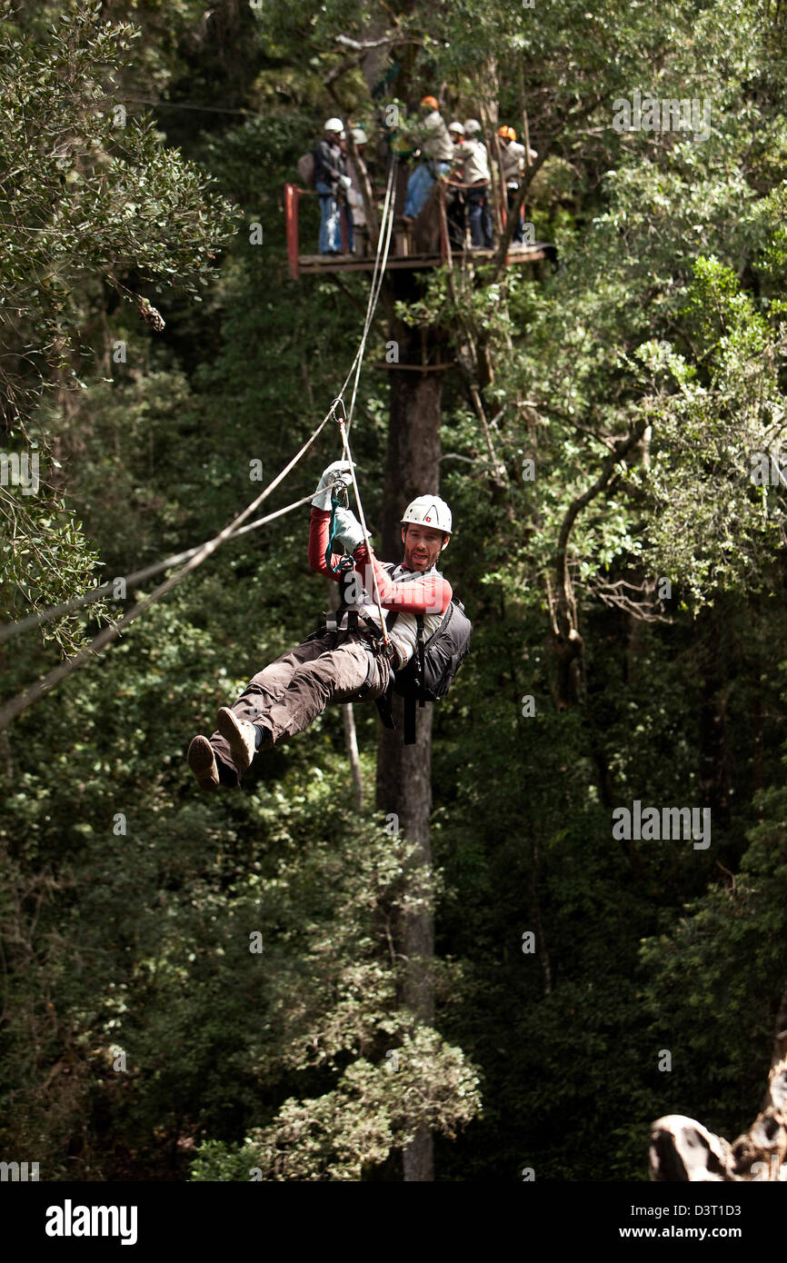 Ziplining action in Tsitsikamma, South Africa Stock Photo Alamy