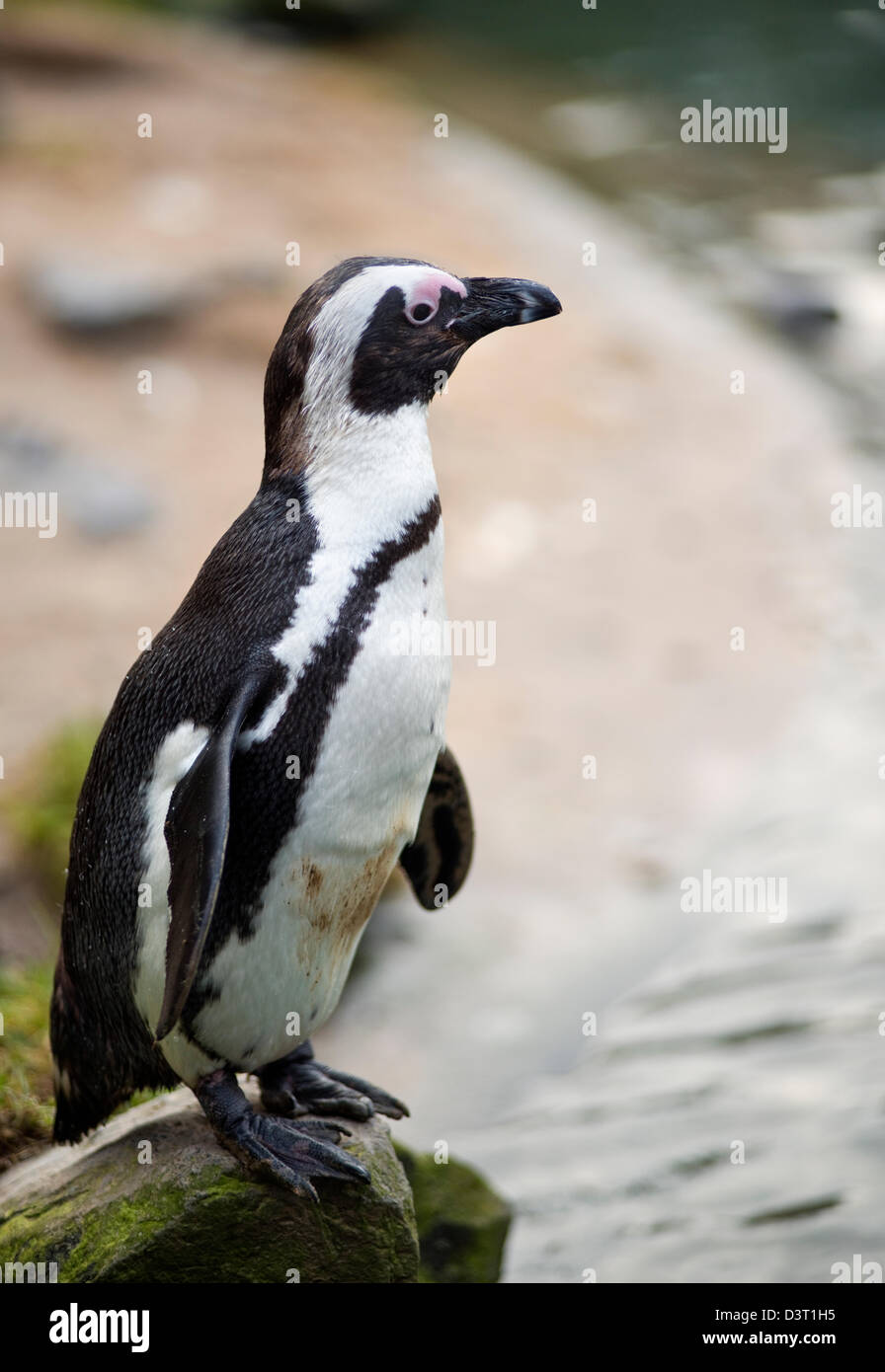 Jackass penguin at Burgers' Zoo in Arnhem, the Netherlands Stock Photo