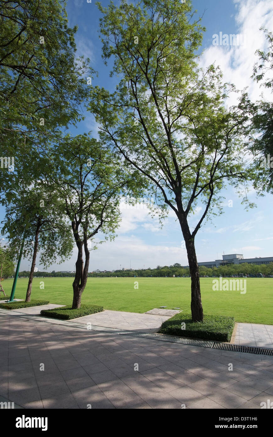 Green tree and blue sky in city park under sunny light Stock Photo - Alamy