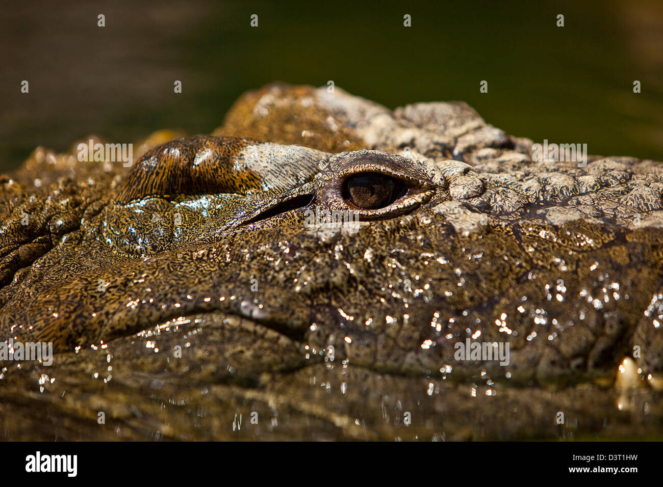 Crocodile eye in water, Durban, South Africa Stock Photo