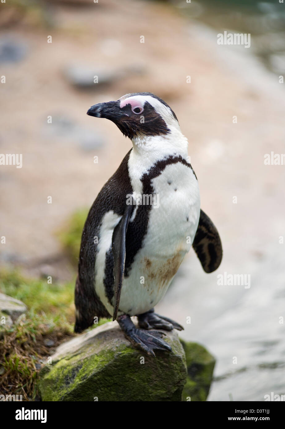 Jackass penguin at Burgers' Zoo in Arnhem, the Netherlands Stock Photo