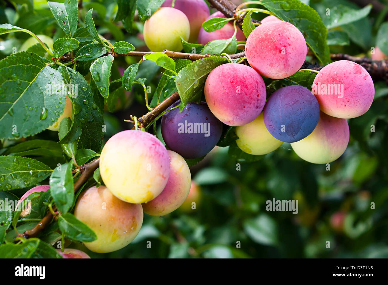 Plums or damsons ripening on a tree branch Stock Photo