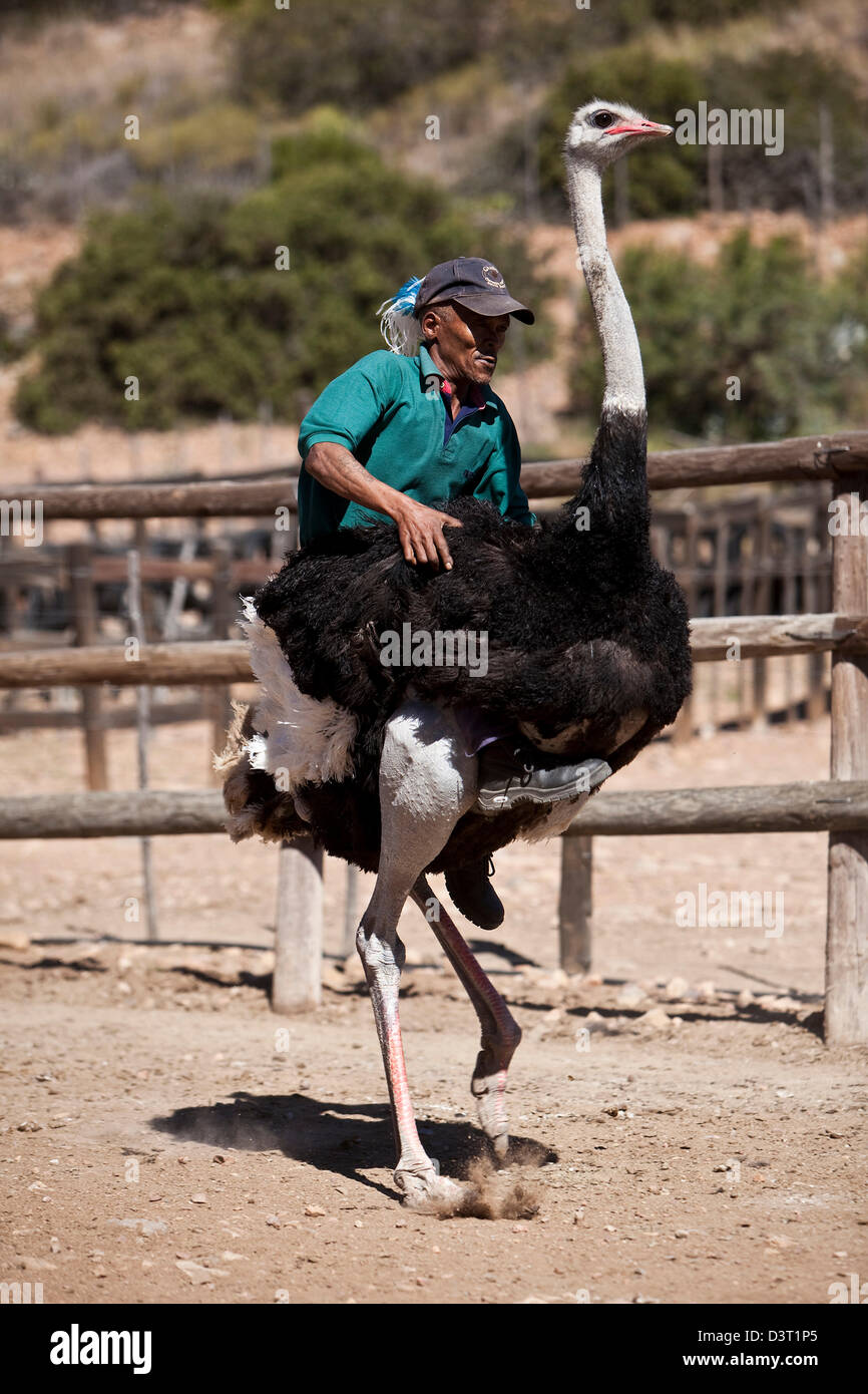 Ostrick Racing Ostrich Racing South Africa High Resolution Stock Photography and ...