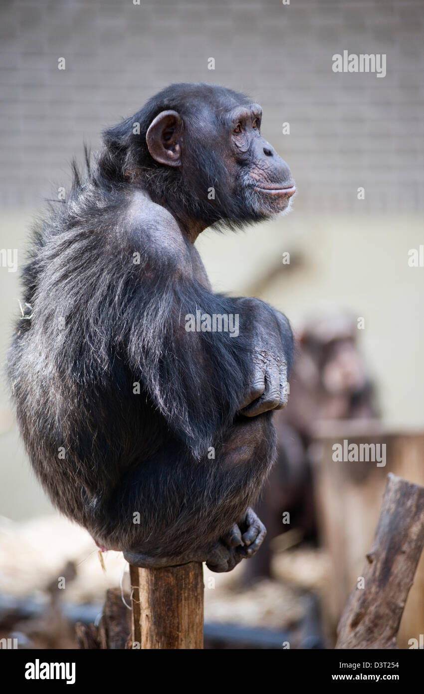 Chimpanzee sat on a pole at Burgers' Zoo in Arnhem, the Netherlands Stock Photo