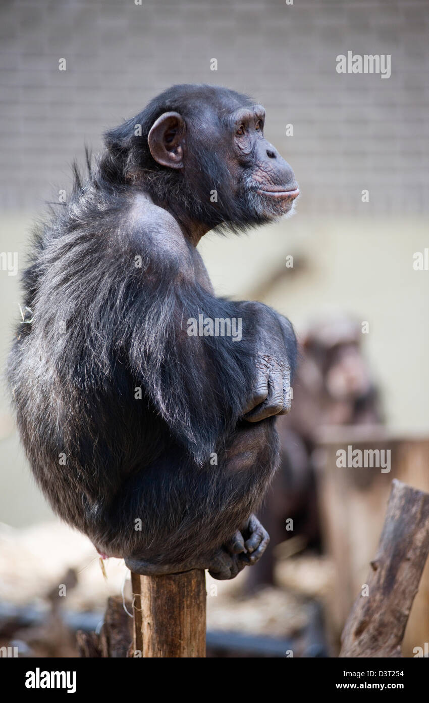 Burgers zoo hi-res stock photography and images - Alamy