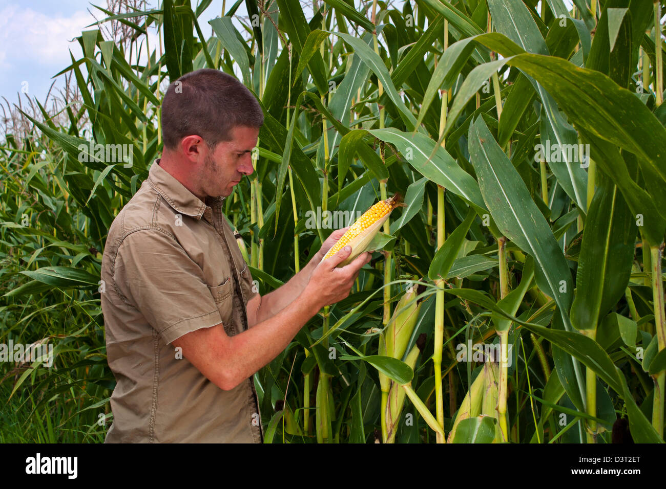 Шел мужик по кукурузе. Усы пескова михаил ефремов. Кукурузный человек. Несжатая полоса. Шел мужик по кукурузе.