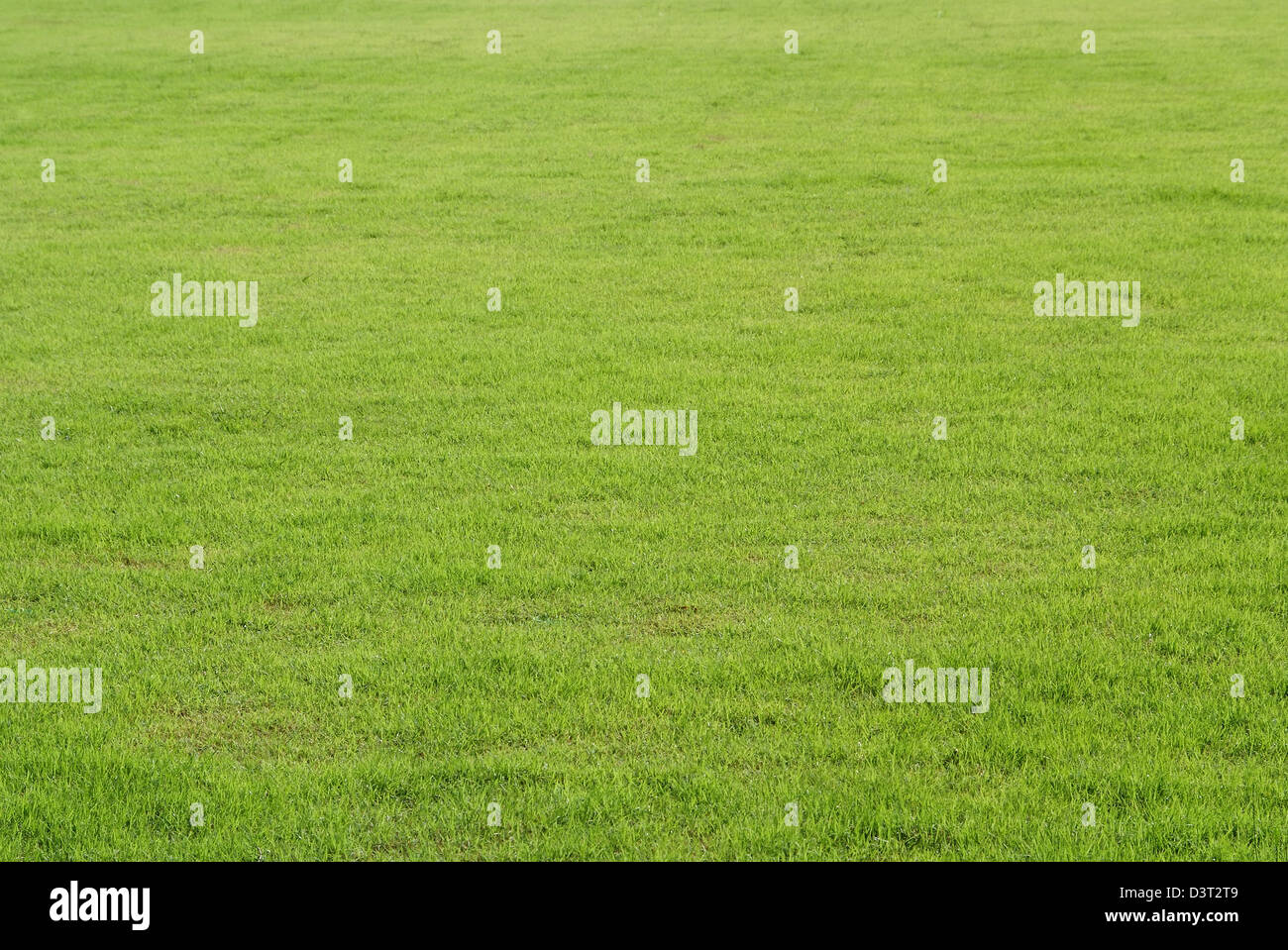 Beautiful green grass natural pattern for background texture Stock Photo
