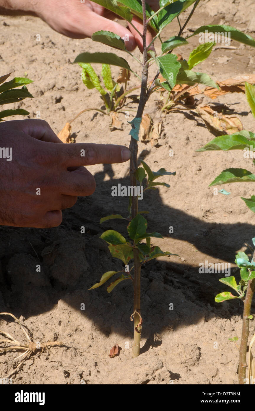 Tree root hi-res stock photography and images - Alamy