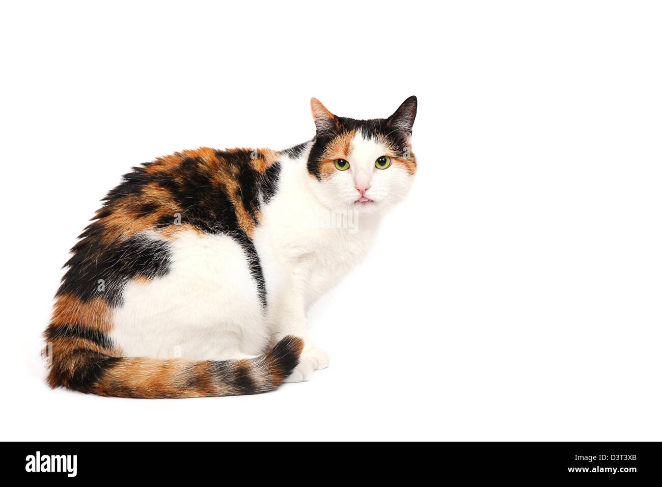 Three-color kitty cat with her tongue out, isolated on white Stock Photo