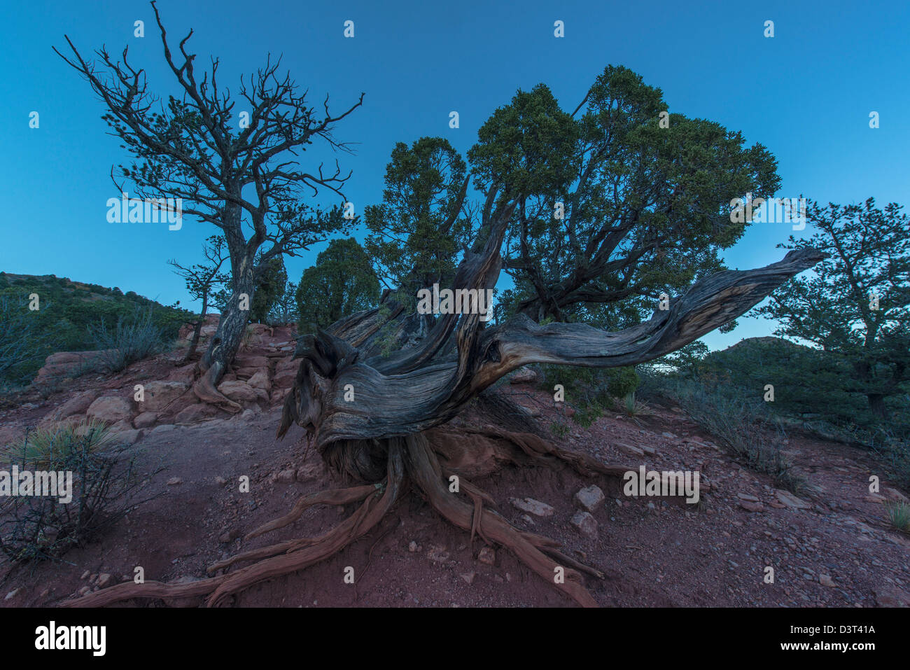Funky looking tree growing on the hill behind Garden of the Gods in Colorado, USA Stock Photo