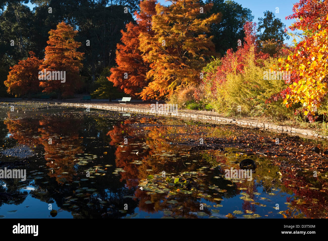 Autumn colours in park.  Commonwealth Park, Canberra, Australian Capital Territory (ACT), Australia Stock Photo