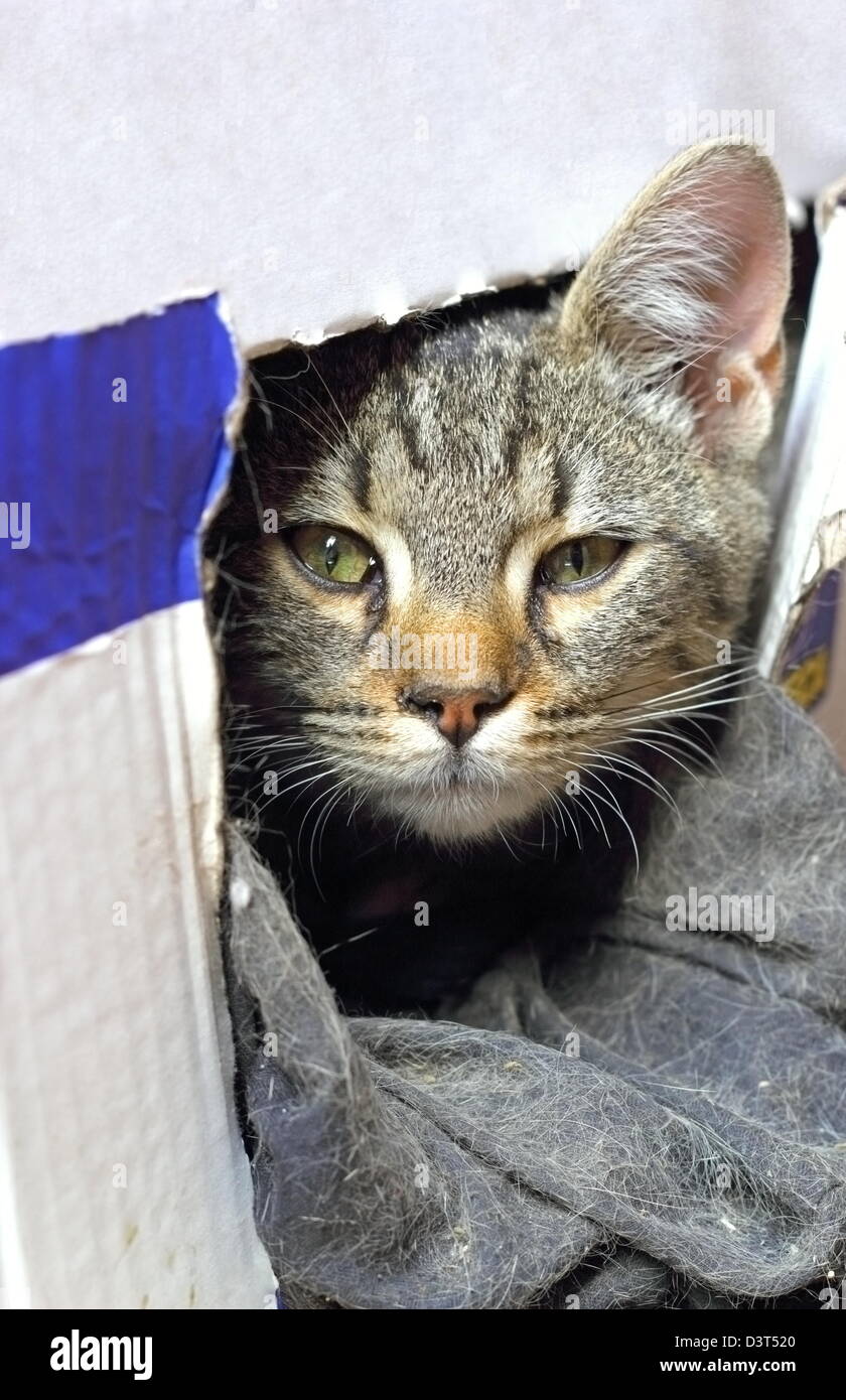 portrait of a baby cat hiding in carton box Stock Photo Alamy