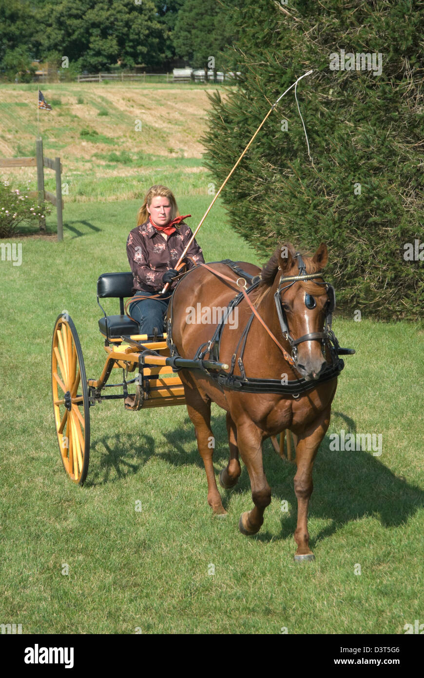 Woman driving a horse drawn buggy outdoors in grassy field in summer sunlight, front view. Stock Photo