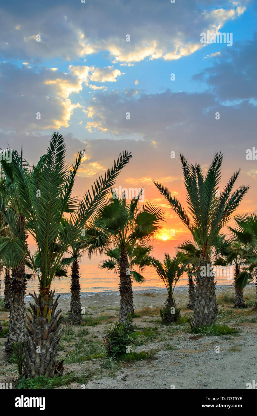 Sunrise over ocean palm tree hi-res stock photography and images - Alamy