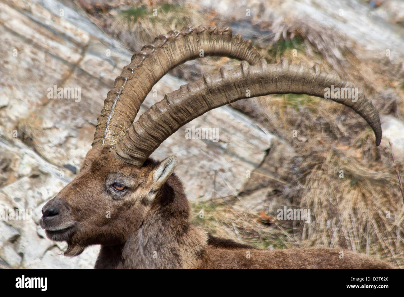 Alpine ibex (Capra ibex), steinbock, Mountain,  Italian Alps, Val Bondione, Italy Stock Photo