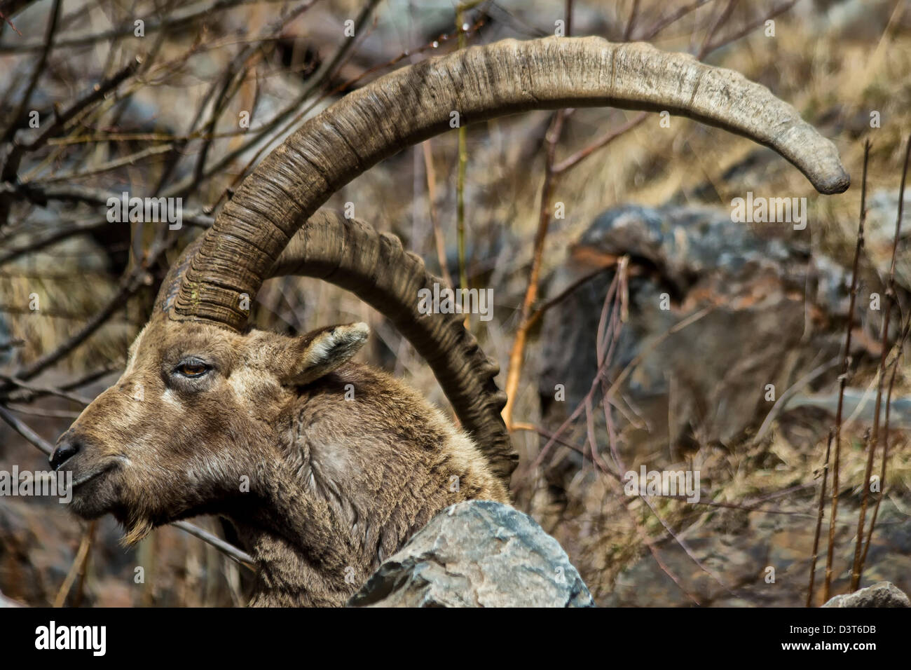 Alpine ibex (Capra ibex), steinbock, Mountain,  Italian Alps, Val Bondione, Italy Stock Photo